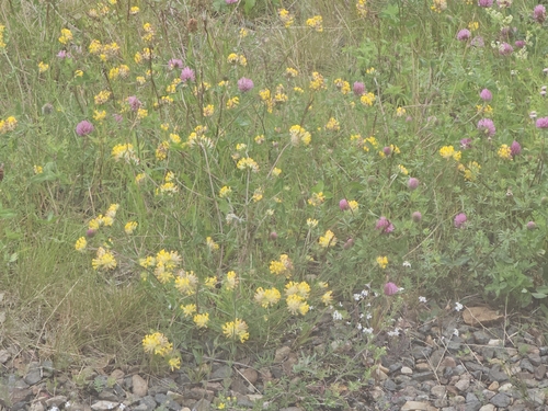 Common Kidney-Vetch