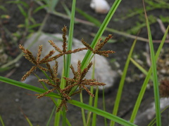 Cyperus imbricatus, photograph author not stated, no rights reserved