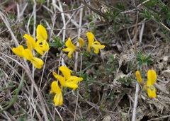 Genista albida
