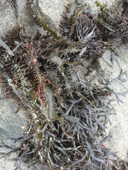 Sarcothalia marginifera