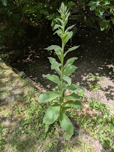 great mullein