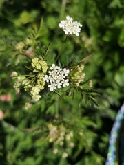 Anthriscus sylvestris