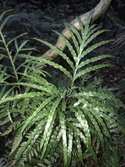 Pteris umbrosa