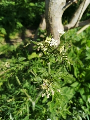 Anthriscus sylvestris