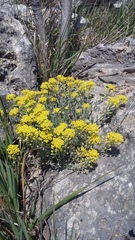 Alyssum trichostachyum