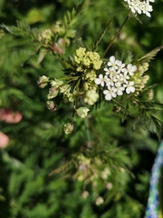 Anthriscus sylvestris