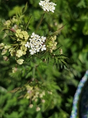 Anthriscus sylvestris