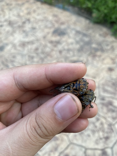 Kaempfer Cicada