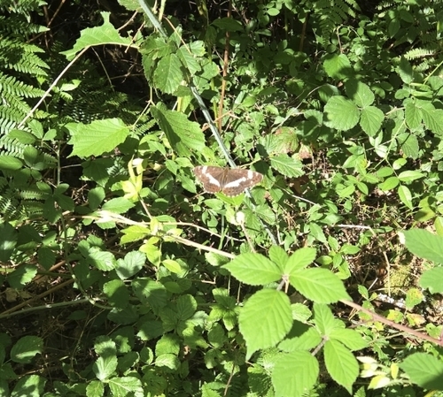 Eurasian White Admiral