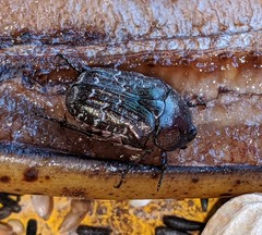 Euphoria sepulcralis