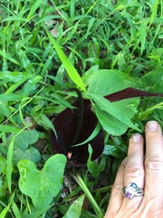 Angiospermae