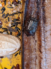 Euphoria sepulcralis