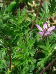 Erodium cicutarium