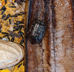 Euphoria sepulcralis