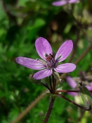 Erodium cicutarium