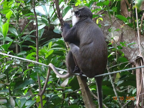 Red-bellied Monkey