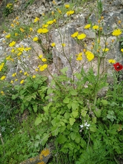Crepis hierosolymitana
