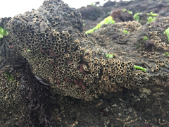 Neosabellaria kaiparaensis