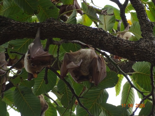 Gambian Epauletted Fruit Bat