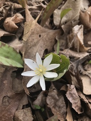 Sanguinaria canadensis
