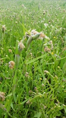 Cornucopiae cucullatum