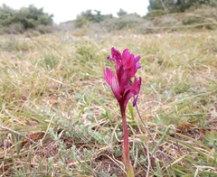 Anacamptis papilionacea papilionacea