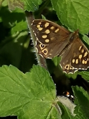 Pararge aegeria