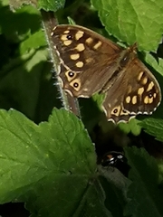 Pararge aegeria
