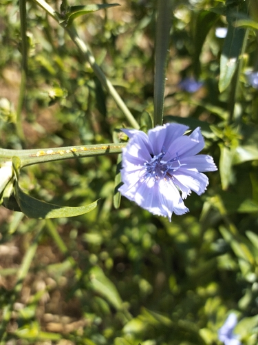 chicory