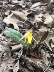 Erythronium americanum