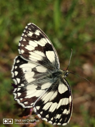 Marbled White