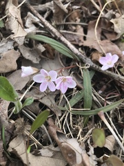 Claytonia virginica
