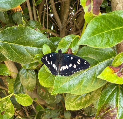 Southern White Admiral