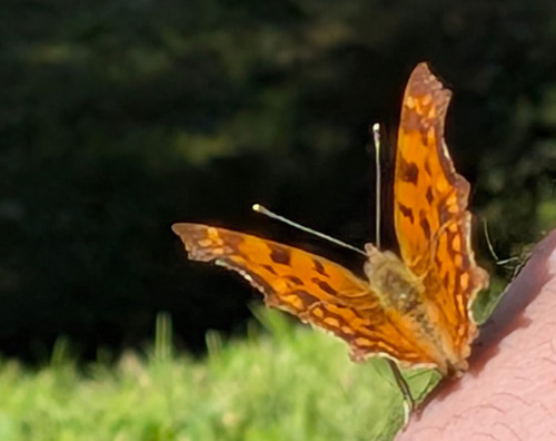 European Comma