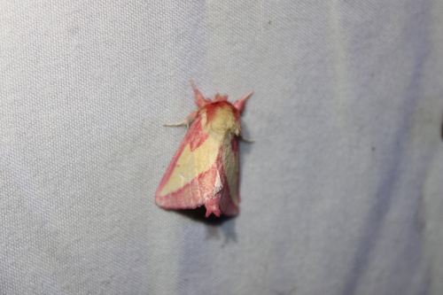 Pink Prominent photo 5