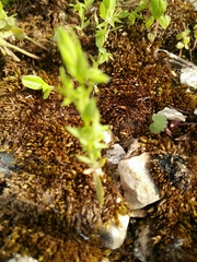 Lysimachia linum-stellatum