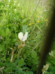 Vicia galeata