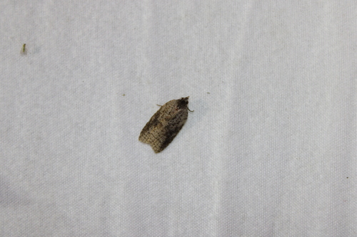 White-lined Leafroller Moth photo 4