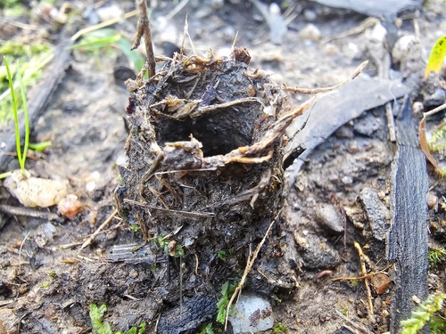 Giant Sugar Ant