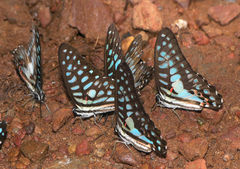 Graphium arycles