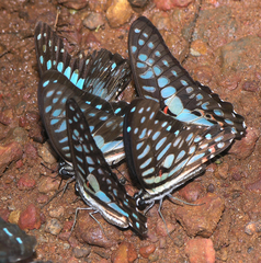 Graphium arycles