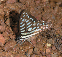 Graphium arycles