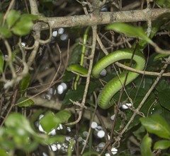 Dendroaspis angusticeps