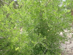 Forestiera pubescens pubescens