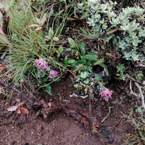 Spikenard