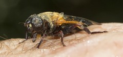 Senaspis dentipes