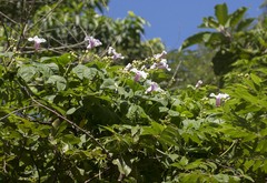 Ipomoea mauritiana