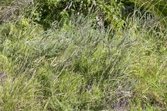 Aspalathus gerrardii