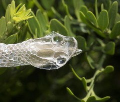 Philothamnus semivariegatus