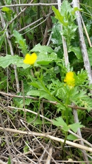Ranunculus scandicinus